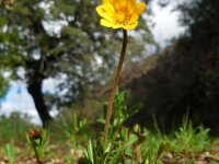 Anemone palmata 8, Saxifraga-Ed Stikvoort