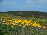Anemone palmata 9, Saxifraga-Ed Stikvoort