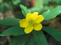 Anemone ranunculoides 45, Gele anemoon, Saxifraga-Jan van der Straaten