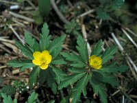 Anemone ranunculoides 46, Gele anemoon, Saxifraga-Jan van der Straaten