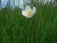 Anemone sylvestris 3, Grote anemoon, Saxifraga-Jan Willem Jongepier