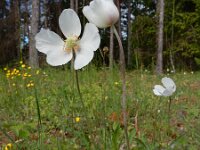 Anemone sylvestris 6, Grote anemoon, Saxifraga-Ed Stikvoort