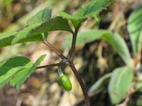 Anemone trifolia 1, Saxifraga-Jasenka Topic