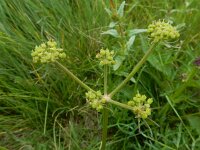 Angelica pyrenaea 3, Saxifraga-Ed Stikvoort : 12 juni 2024 Col du Béal en richting Chamazel