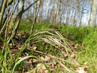 Anisantha sterilis 2, Zwenkdravik, Saxifraga-Rutger Barendse