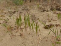 Anisantha sterilis 3, IJle dravik, Saxifraga-Jelle van Dijk