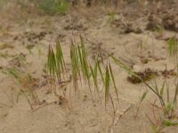 Anisantha sterilis 3, Zwenkdravik, Saxifraga-Jelle van Dijk