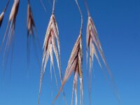 Anisantha sterilis 7, IJle dravik, Saxifraga-Ed Stikvoort