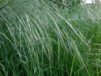 Anisantha sterilis 8, IJle dravik, Saxifraga-Ed Stikvoort