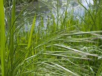 Flowering grass Barren brome (Anisanthe sterilis)  Flowering grass Barren brome (Anisanthe sterilis) : barren brome, poverty brome, sterile brome, flowering grass, grass, ear, ears, brome, Anisanthe sterilis, green, stem, stems, blade, blades, flora, floral, nature, natural, oudoor, outside, oudoors, spring, springtime, summer, summertime, growth, plant, plants