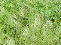 Anisantha tectorum 10, Zwenkdravik, Saxifraga-Rutger Barendse