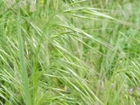 Anisantha tectorum 11, Zwenkdravik, Saxifraga-Rutger Barendse