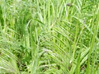 Anisantha tectorum 12, Zwenkdravik, Saxifraga-Rutger Barendse