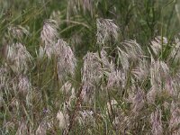 Anisantha tectorum 2, Zwenkdravik, Saxifraga-Peter Meininger