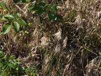 Anisantha tectorum 3, Zwenkdravik, Saxifraga-Peter Meininger