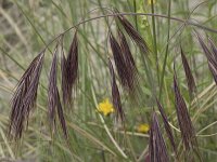 Anisantha tectorum 4, Zwenkdravik Saxifraga-Willem van Kruijsbergen
