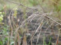 Anisantha tectorum 5, Zwenkdravik, Saxifraga-Rutger Barendse