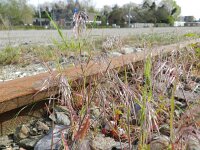 Anisantha tectorum 6, Zwenkdravik, Saxifraga-Rutger Barendse
