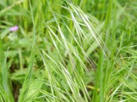 Anisantha tectorum 7, Zwenkdravik, Saxifraga-Rutger Barendse