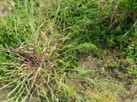 Anisantha tectorum 8, Zwenkdravik, Saxifraga-Rutger Barendse