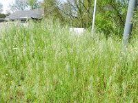 Anisantha tectorum 9, Zwenkdravik, Saxifraga-Rutger Barendse