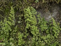Anogramma leptophylla 10, Saxifraga-Willem van Kruijsbergen