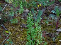 Anogramma leptophylla 2, Saxifraga-Ed Stikvoort