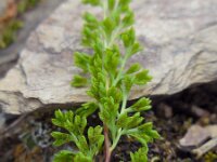 Anogramma leptophylla 3, Saxifraga-Ed Stikvoort