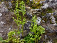 Anogramma leptophylla 4, Saxifraga-Ed Stikvoort