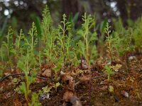 Anogramma leptophylla 5, Saxifraga-Ed Stikvoort