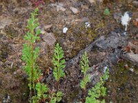 Anogramma leptophylla 6, Saxifraga-Ed Stikvoort