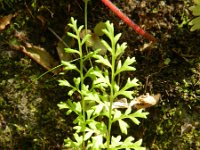 Anogramma leptophylla 7, Saxifraga-Rutger Barendse