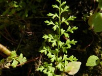 Anogramma leptophylla 8, Saxifraga-Rutger Barendse
