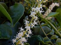 Anredera cordifolia 3, Saxifraga-Ed Stikvoort