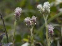 Antennaria alpina 4, Saxifraga-Willem van Kruijsbergen