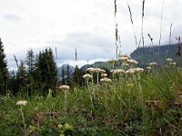 Antennaria carpatica 2, Saxifraga-Jeroen Willemsen