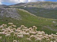Antennaria carpatica 3, Saxifraga-Jeroen Willemsen