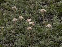 Antennaria dioica 12, Rozenkransje, Saxifraga-Willem van Kruijsbergen