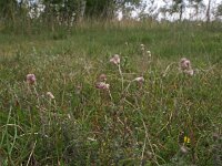Antennaria dioica 23, Rozenkransje, Saxifraga-Hans Dekker