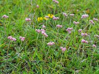 Antennaria dioica 30, Rozenkransje, Saxifraga-Ed Stikvoort