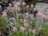 Antennaria dioica 54, Rozenkransje, Saxifraga-Ed Stikvoort