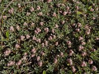 Antennaria dioica 60, Rozenkransje, Saxifraga-Ed Stikvoort