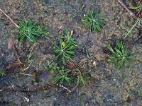Antennaria dioica 65, Rozenkransje, Saxifraga-Mark Zekhuis