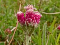 Antennaria dioica 78, Rozenkransje, Saxifraga-Hans Grotenhuis