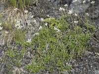 Antennaria dioica 83, Rozenkransje, Saxifraga-Willem van Kruijsbergen