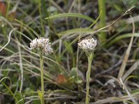 Antennaria dioica 84, Rozenkransje, Saxifraga-Willem van Kruijsbergen