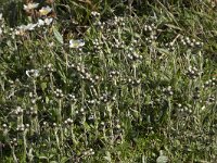 Antennaria dioica 85, Rozenkransje, Saxifraga-Willem van Kruijsbergen