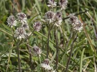Antennaria dioica 86, Rozenkransje, Saxifraga-Willem van Kruijsbergen