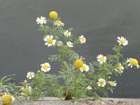 Anthemis altissima 2, Saxifraga-Rutger Barendse