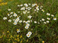 Anthemis arvensis 17, Valse kamille, Saxifraga-Ed Stikvoort
